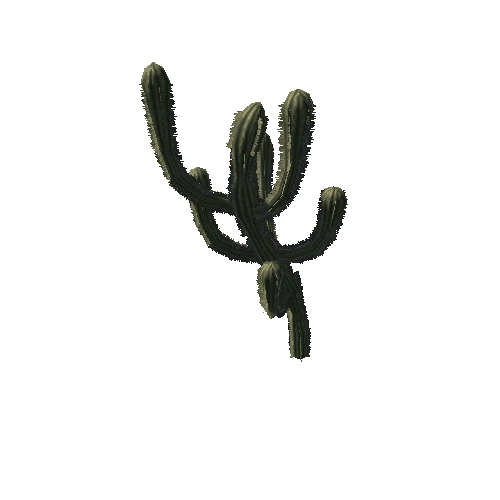 Cactus 07